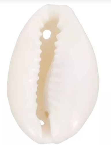 CHARM 89 / Coquillage 3 - 19 à 22 mm